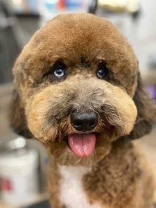 The Club Pet Grooming FL photo 27