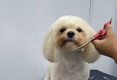 The Club Pet Grooming FL photo 28