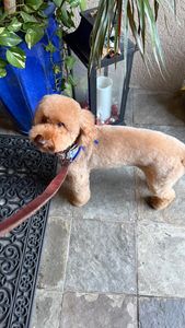 The Club Pet Grooming FL photo 36