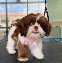 Bubbles and Biscuits Pet Spa and Social Club