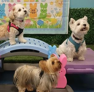 Bubbles and Biscuits Pet Spa and Social Club