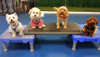 Bubbles and Biscuits Pet Spa and Social Club