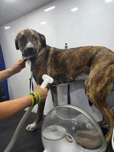 Animal Naturals Wellness