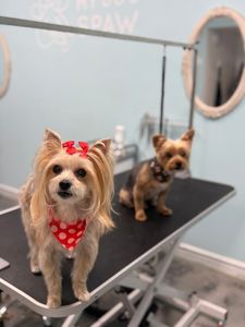 My Dog Spaw photo 10