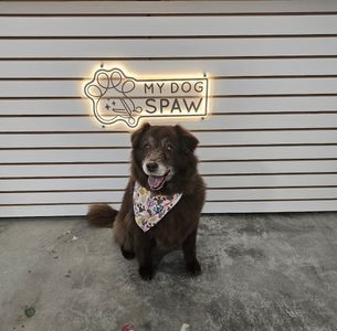 My Dog Spaw photo 11