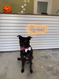 My Dog Spaw photo 12