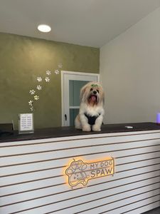 My Dog Spaw photo 13