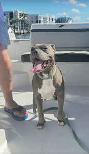 My Dog Spaw photo 17