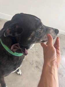 My Dog Spaw photo 18