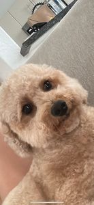 My Dog Spaw photo 19