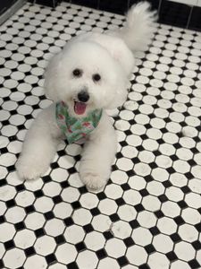 My Dog Spaw photo 20