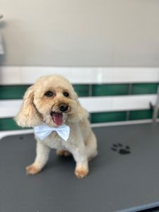 My Dog Spaw photo 21