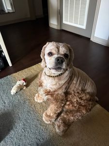 My Dog Spaw photo 23