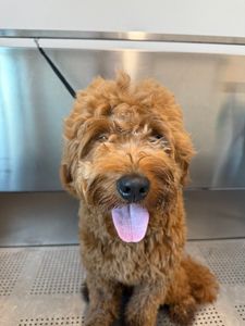 My Dog Spaw photo 24