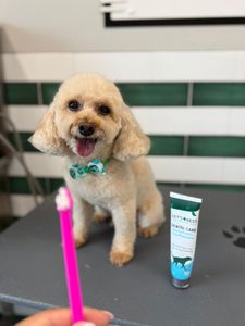 My Dog Spaw photo 25