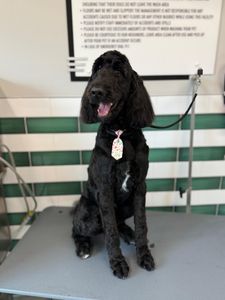 My Dog Spaw photo 26