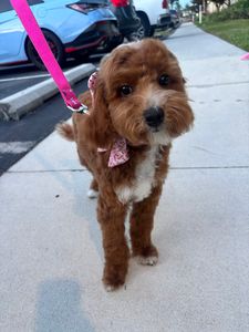 My Dog Spaw photo 27