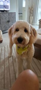 My Dog Spaw photo 28