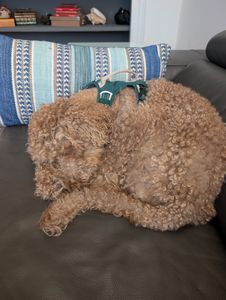 My Dog Spaw photo 29