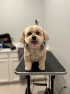 Just Pawfection in Naples