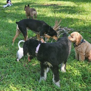 Waggington private doggie daycare and boarding