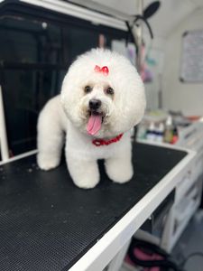 Ohh La La Paws, Mobile photo 2