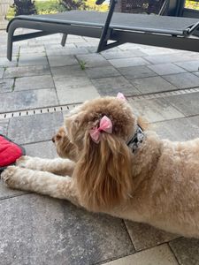 Ohh La La Paws, Mobile photo 5