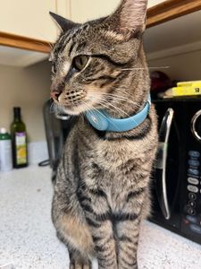 Ohh La La Paws, Mobile photo 6