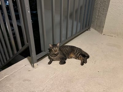 Ohh La La Paws, Mobile photo 8