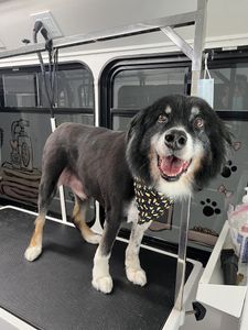 Ohh La La Paws, Mobile photo 10