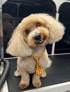 Ohh La La Paws, Mobile photo 14