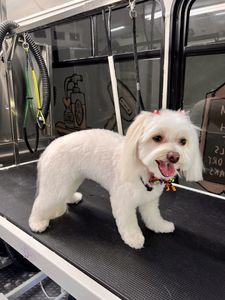 Ohh La La Paws, Mobile photo 15