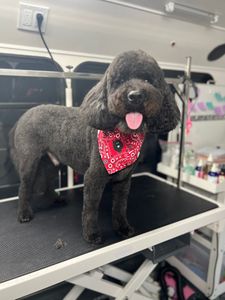 Ohh La La Paws, Mobile photo 16