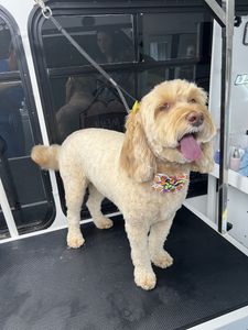 Ohh La La Paws, Mobile photo 17