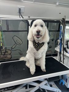 Ohh La La Paws, Mobile photo 18