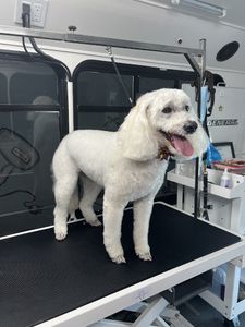 Ohh La La Paws, Mobile photo 19