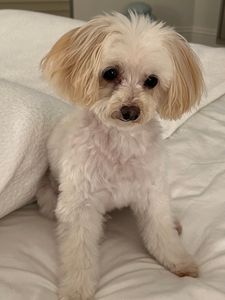 Ohh La La Paws, Mobile photo 20