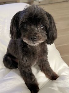 Ohh La La Paws, Mobile photo 21