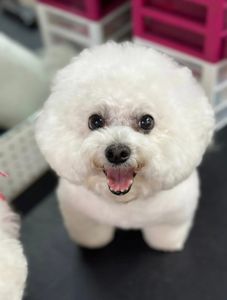 All Dogs Hair Haven photo 3