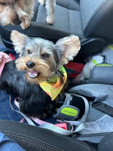 All Dogs Hair Haven photo 6