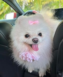 All Dogs Hair Haven photo 7