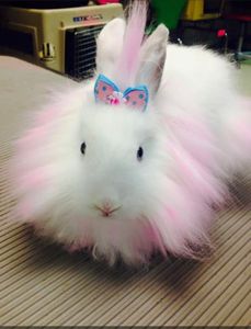 All Dogs Hair Haven photo 8