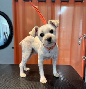 All Dogs Hair Haven photo 9