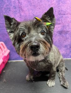 All Dogs Hair Haven photo 10