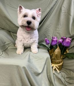 All Dogs Hair Haven photo 11