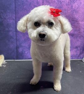 All Dogs Hair Haven photo 12