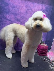 All Dogs Hair Haven photo 14