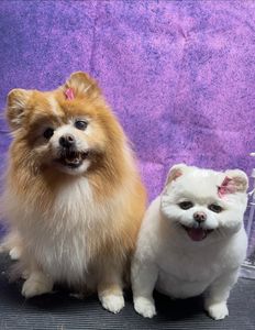 All Dogs Hair Haven photo 15