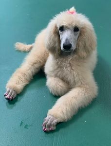 All Dogs Hair Haven photo 17