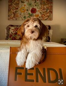 All Dogs Hair Haven photo 18